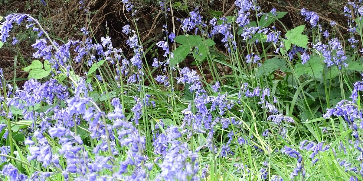 Bluebells carpet woodland across London and in many of the south east’s National Trust properties throughout the month of April