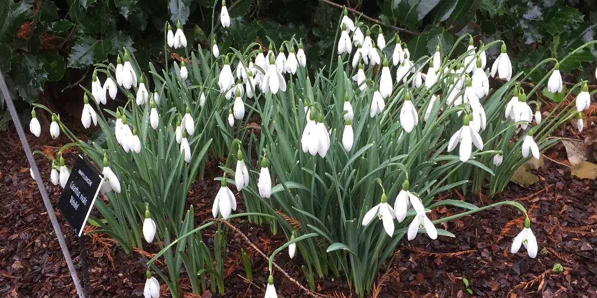 Celebrate the start of Spring when the snowdrops appear at the Chelsea Physic Garden
