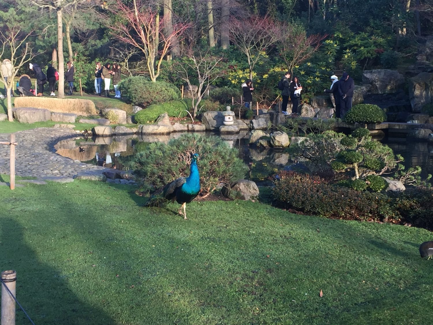 Enjoy the open spaces of Holland Park and its pretty Kyoto Garden
