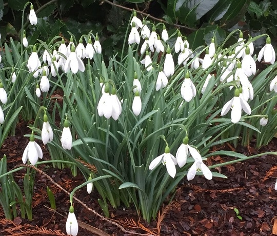 Visit snowdrop displays in London's parks and gardens