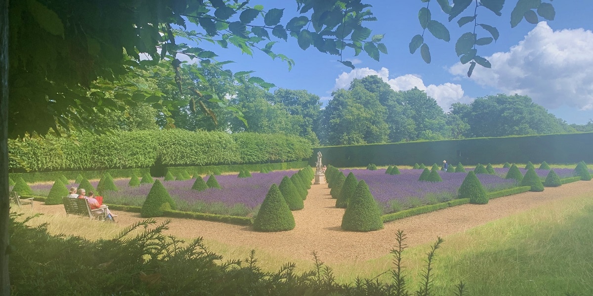 Lavender at Ham House in August